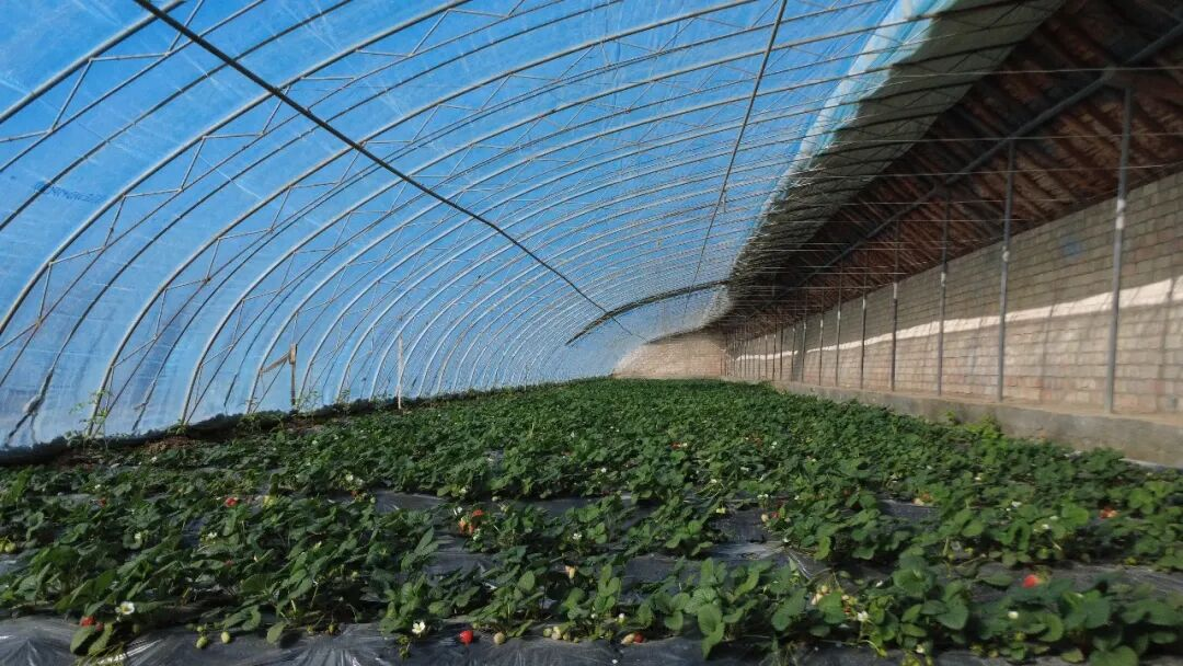 伊吾县淖毛湖镇大棚草莓上市 采摘乐享“莓”好时光
