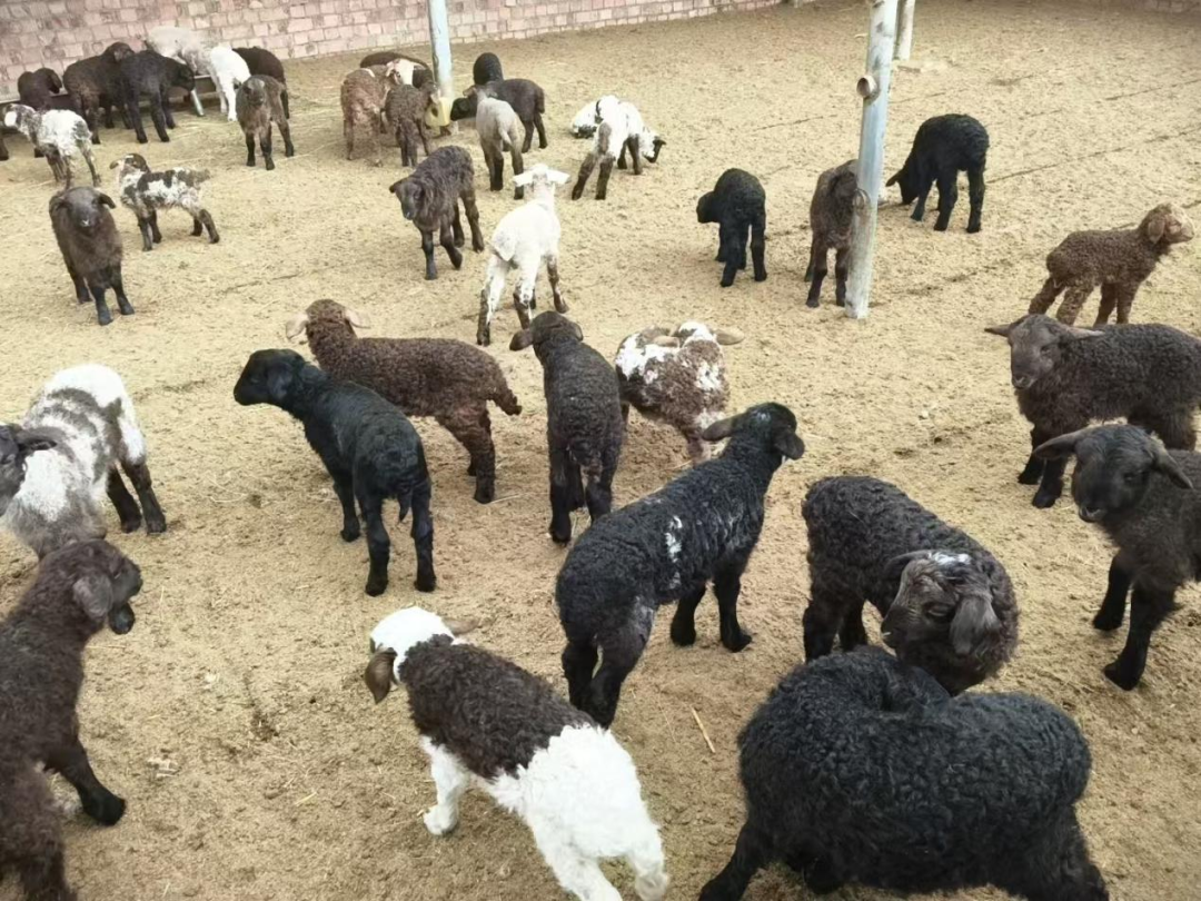 伊吾县：接羔育幼正当时 科技赋能牧业兴